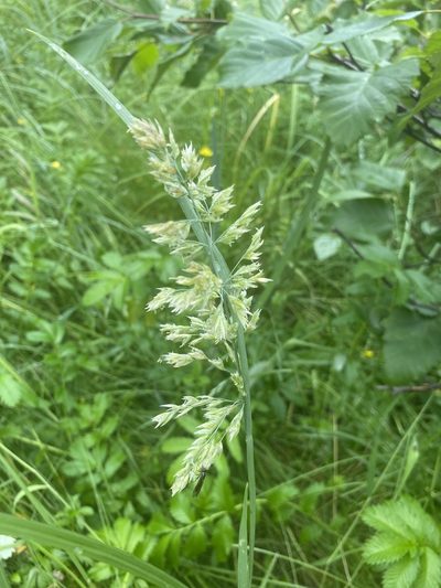Arctopoa eminens, photographed by B. Hughes