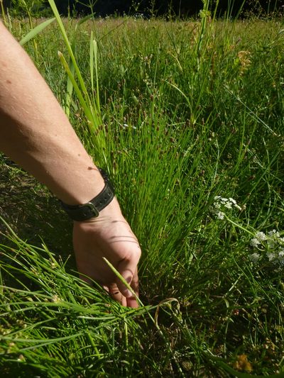 Eleocharis ovata, photographed by Gabriel Mayrhofer