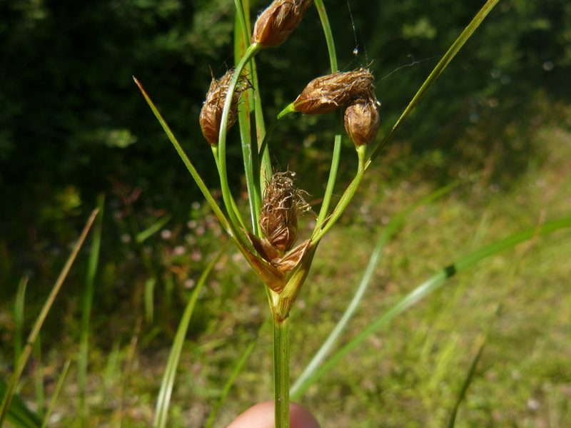 Bolboschoenus yagara, photographed by Gabriel Mayrhofer