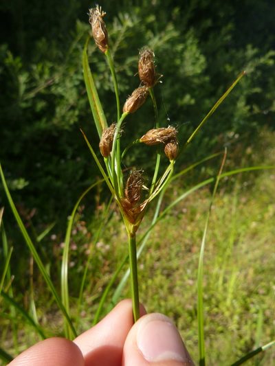 Bolboschoenus yagara, photographed by Gabriel Mayrhofer