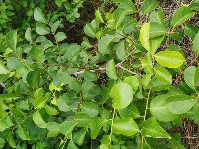 Celastrus paniculatus, photographed by Firos AK
