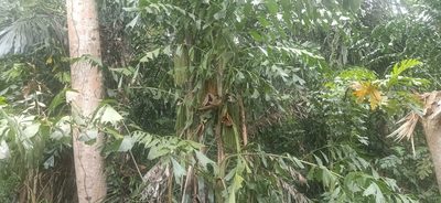Caryota mitis, photographed by Ong Jyh Seng