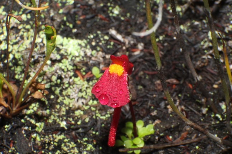 Utricularia menziesii, photographed by Em Lamond