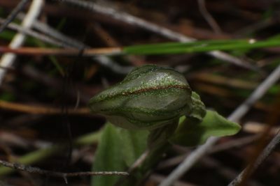 Pterostylis vittata, photographed by Em Lamond