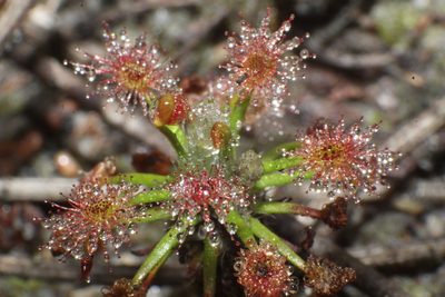 Drosera verrucata, photographed by Em Lamond
