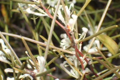 Hakea trifurcata, photographed by Em Lamond