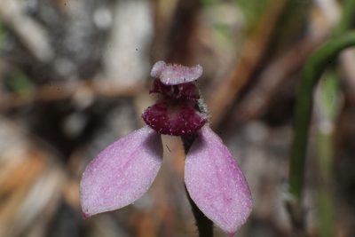 Eriochilus scaber, photographed by Em Lamond