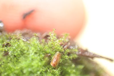 Paracromastigum longiscyphum, photographed by Em Lamond