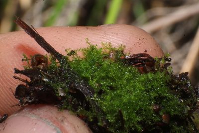Paracromastigum longiscyphum, photographed by Em Lamond
