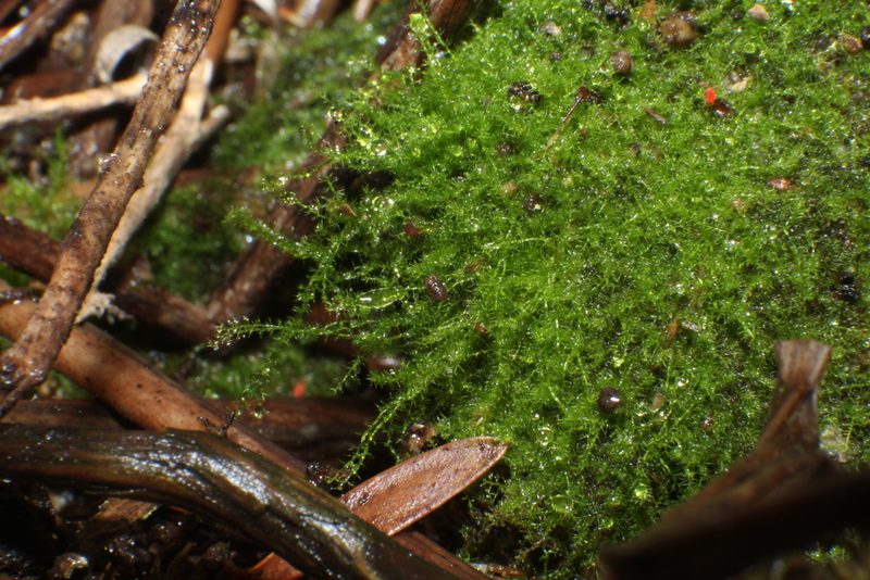 Paracromastigum longiscyphum, photographed by Em Lamond