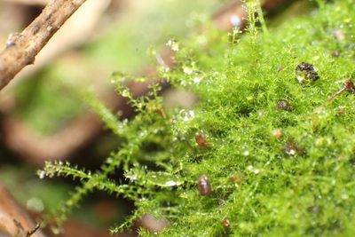 Paracromastigum longiscyphum, photographed by Em Lamond