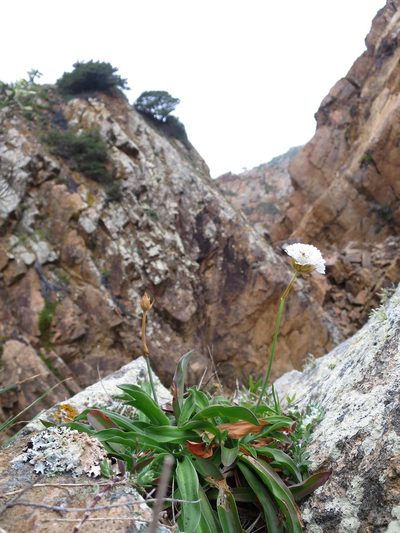 Armeria pseudarmeria, photographed by Ricardo Lima