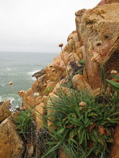 Armeria pseudarmeria, photographed by Ricardo Lima