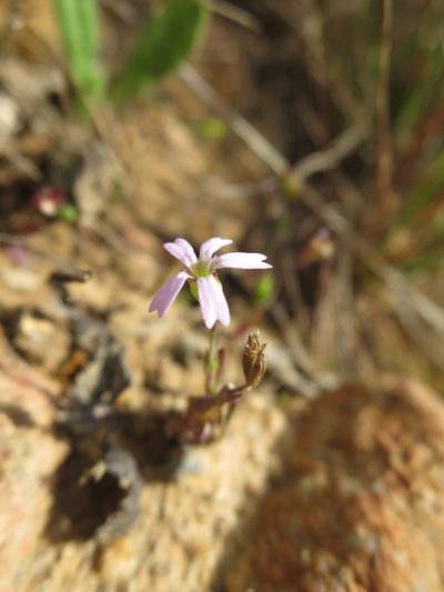 Eudianthe laeta, photographed by Ricardo Lima