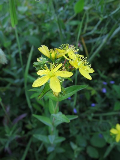 Hypericum perfoliatum, photographed by Ricardo Lima