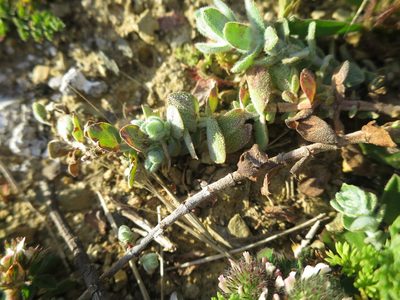 Hypericum tomentosum, photographed by Ricardo Lima