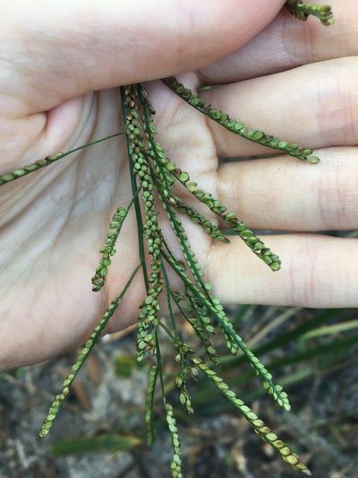 Paspalum mandiocanum, photographed by Thomas Mesaglio
