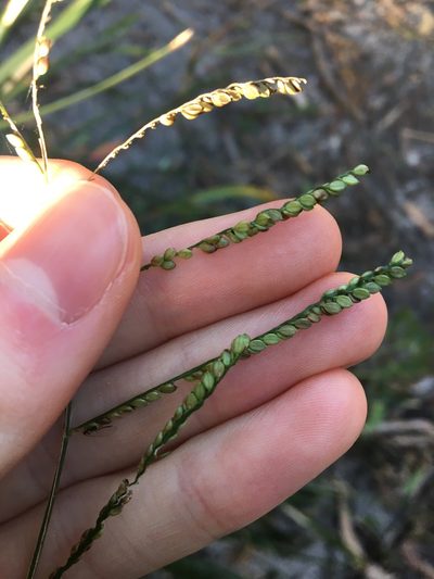 Paspalum mandiocanum, photographed by Thomas Mesaglio