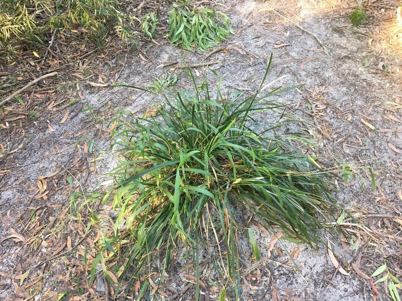 Paspalum mandiocanum, photographed by Thomas Mesaglio
