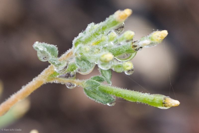 Mentzelia dispersa, photographed by Ken-ichi Ueda