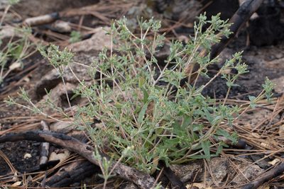 Mentzelia dispersa, photographed by Ken-ichi Ueda