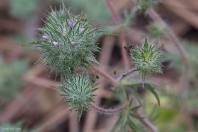 Navarretia mellita, photographed by Ken-ichi Ueda