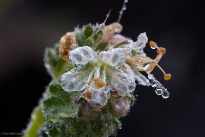 Phacelia grisea, photographed by Ken-ichi Ueda