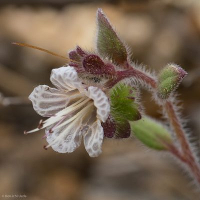 Phacelia grisea, photographed by Ken-ichi Ueda