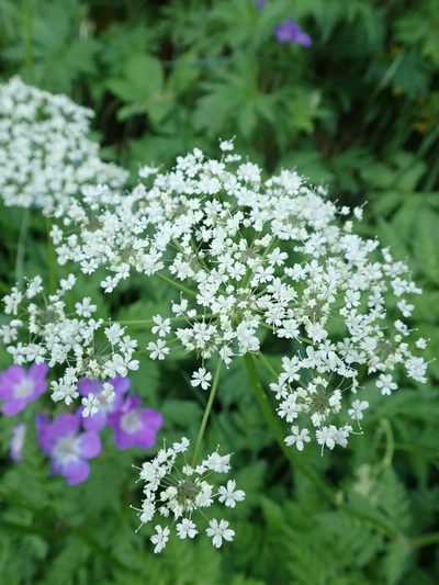 Chaerophyllum villarsii, photographed by Karel Schoonvaere