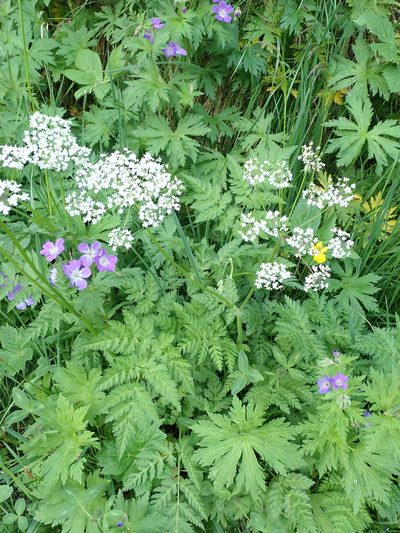 Chaerophyllum villarsii, photographed by Karel Schoonvaere