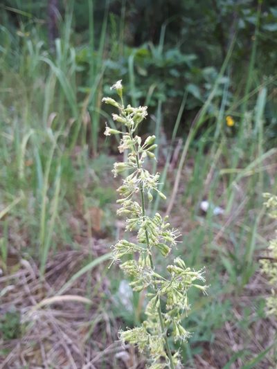 Silene borysthenica, photographed by Валя Айникеева
