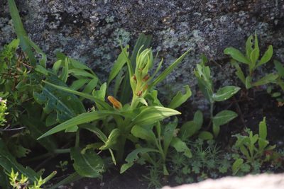 Wachendorfia multiflora, photographed by Tony Rebelo