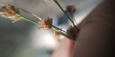 Luzula pallescens, photographed by Yurii Basov