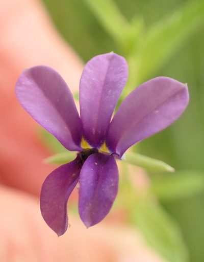 Monopsis stellarioides, photographed by Peter Warren