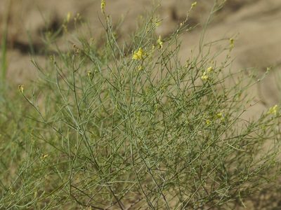 Linaria odora, photographed by Roman