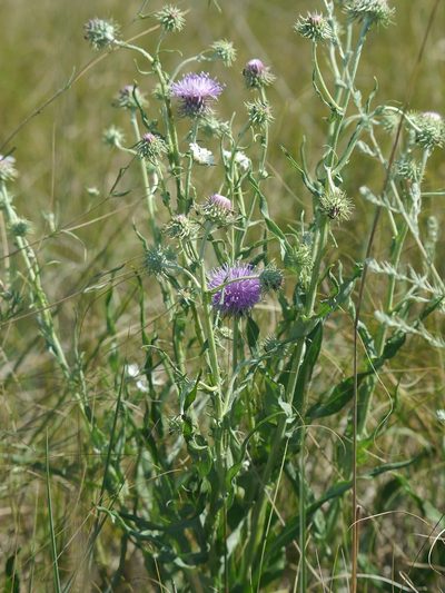 Jurinea longifolia, photographed by Roman