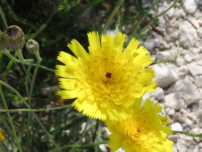 Tolpis staticifolia, photographed by Emanuele Santarelli