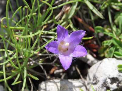 Edraianthus graminifolius, photographed by Emanuele Santarelli