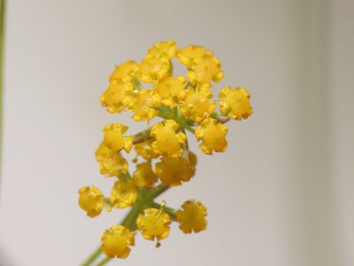 Bupleurum exaltatum, photographed by Emanuele Santarelli
