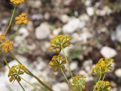 Bupleurum exaltatum, photographed by Emanuele Santarelli