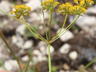 Bupleurum exaltatum, photographed by Emanuele Santarelli