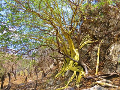 Ficus petiolaris, photographed by biolsamuel