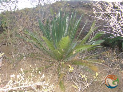 Dioon planifolium, photographed by Eugenio Padilla