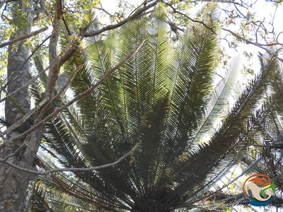 Dioon planifolium, photographed by Eugenio Padilla