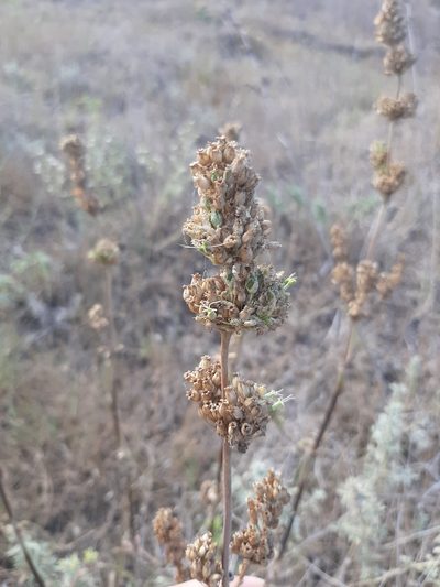 Silene densiflora, photographed by eugene_fruslov