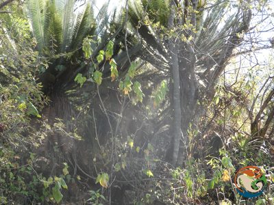 Dioon planifolium, photographed by Eugenio Padilla