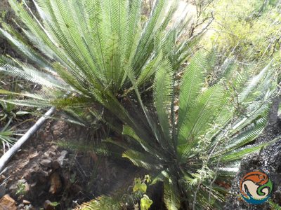 Dioon planifolium, photographed by Eugenio Padilla