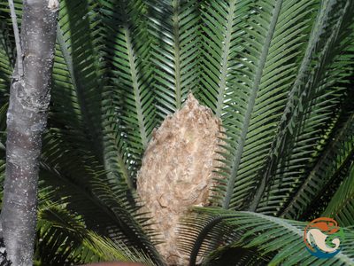 Dioon planifolium, photographed by Eugenio Padilla