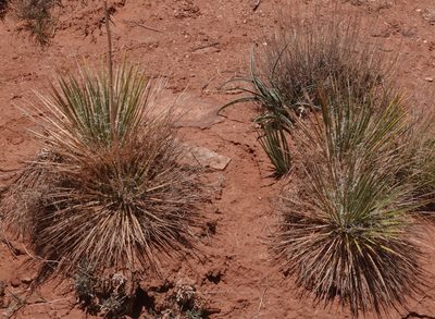 Yucca angustissima, photographed by desertnaturalist