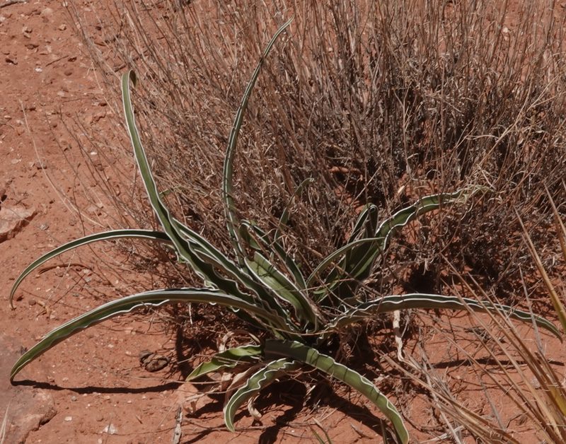 Frasera paniculata, photographed by desertnaturalist
